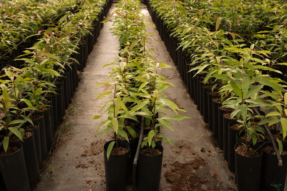 Organic cocopeat for sustainable farming in America