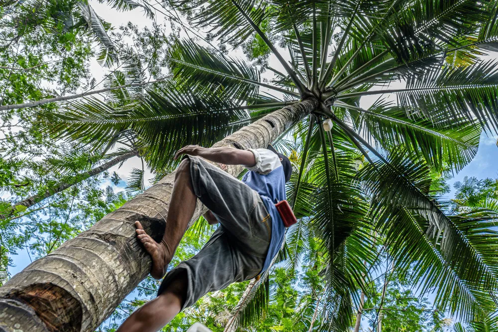 Indonesian farmers producing organic coconut sugar for export to the U.S.