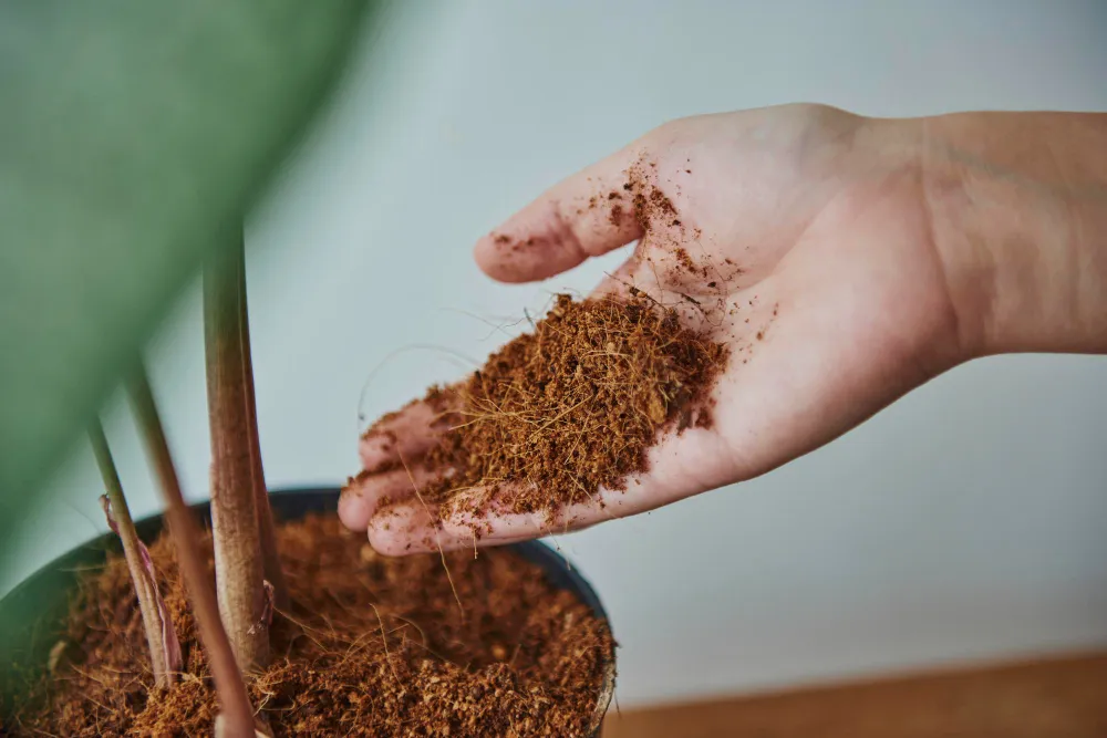Cocopeat improving soil health for organic farming